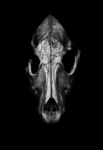 Michał Korta. The Shadow Line, Galeria Piekary 20.01-24.02.2017