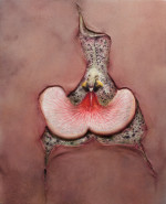 P. Matyszewski, Dracula Orchid, 2010